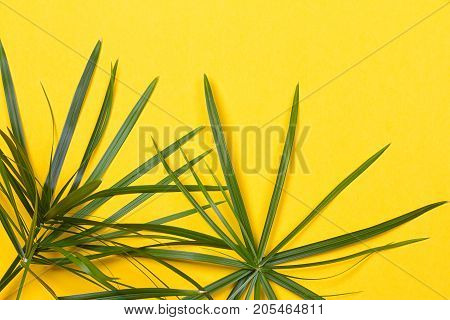 Tropical leaves on yellow background. minimal concept. Flat lay.