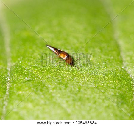 small insect in nature. macro . In the park in nature