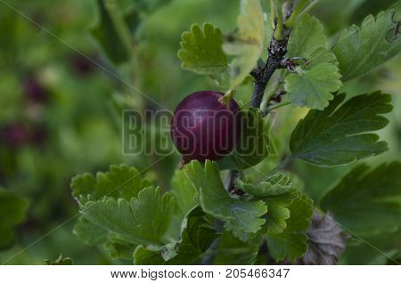 the gooseberries or agrus, Branch with berries purple Agrus, Group of sweet ripe berries gooseberries, agrus in the garden