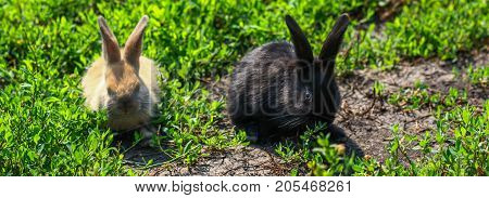black and red little funny rabbit with long ears in the manger
