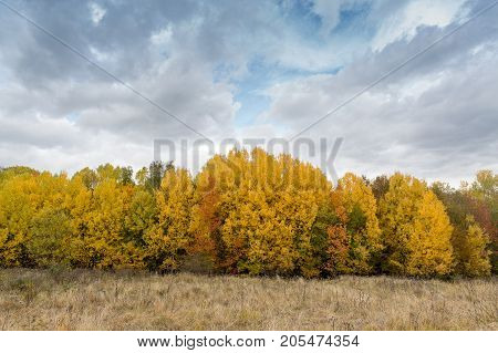 weather, forest concervation, weekends concept. grey and heavy puffy clouds, that covered wonderful blue skies, are hanging over the growe with yellow trees