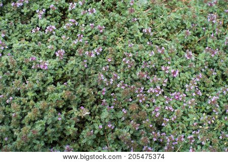 Creeping Thyme With Pink Flowers And Buds
