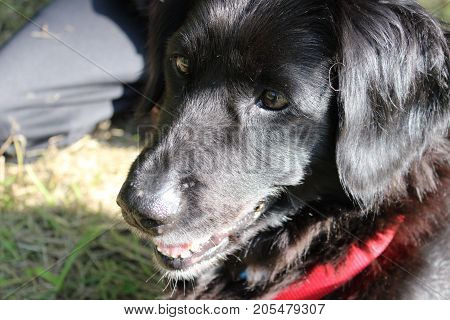 female labrador-retriever 8 years old sitting on the grass