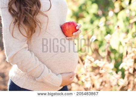 Pregnant woman holding red apple on belly wearing beige knitted sweater closeupover nature background. Harvesting. Autumn season. Healthy lifestyle.