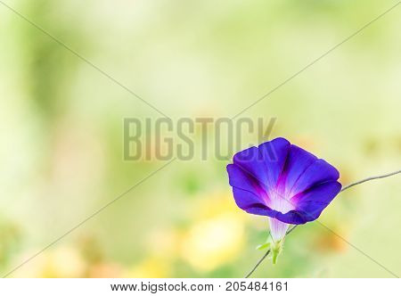 flower of morning glory with a nice blurred bokeh