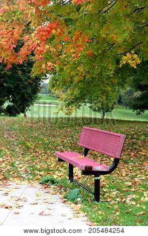 Autumn landscape with a red bench on the green grass with foliage and brunches of colorful maple tree over it on foreground and golf course on a background