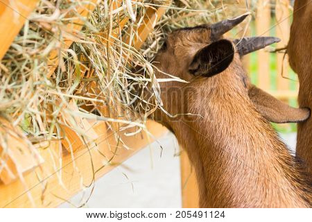 The girl stroking Cameroonian goat eating hay from trough