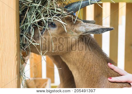 The girl stroking Cameroonian goat eating hay from trough
