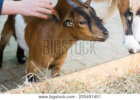 The girl stroking Cameroonian goat eating hay from trough