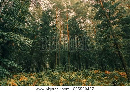 The Forest Place. Forest Trailhead. Nature Photo.