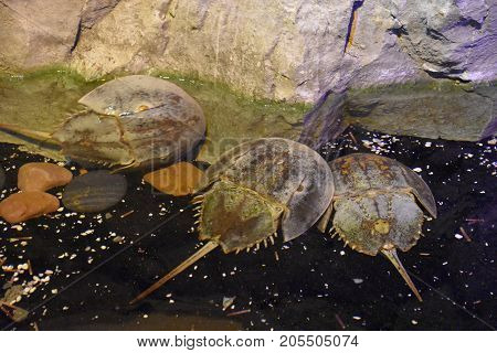 Horseshoe Crab Swimming in Water in an Aquarium