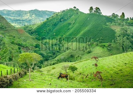 This image shows a coffee plantation in Jerico Colombia. In the front is a meadow with cows grazing