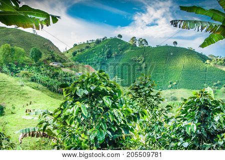 This image shows a coffee plantation in Jerico Colombia