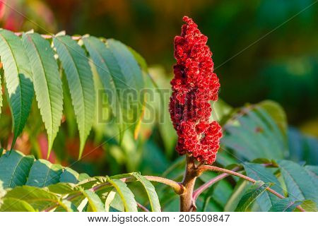 Staghorn Sumac (Rhus typhina) Red drupe blossom in late summer