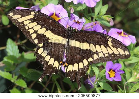 Giant Swallowtail Butterfly (Papilio cresphontes) on purple flowers