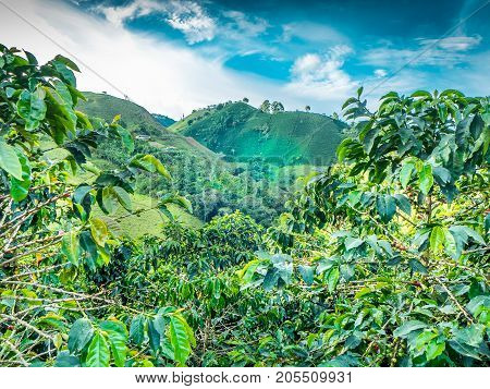 This image shows a coffee plantation in Jerico Colombia