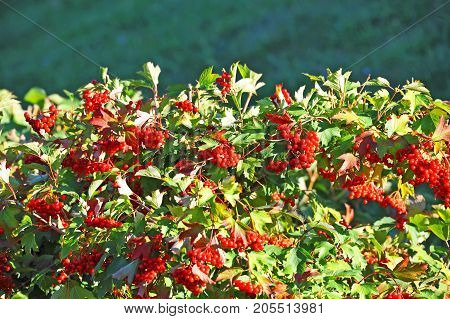 Some Ripe Viburnum On Branch