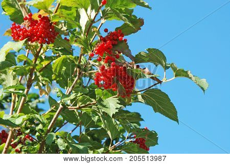 Some Ripe Viburnum On Branch
