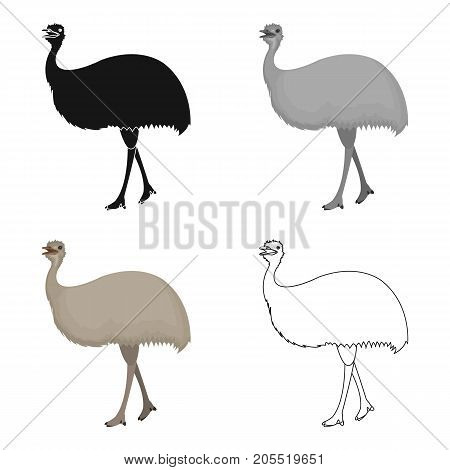 Bird, ostrich emu.African wild ostrich single icon in cartoon style vector symbol stock illustration .