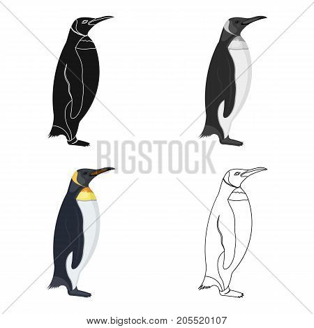 Penguin, flightless sea bird. The Imperial Penguin single icon in cartoon style vector symbol stock illustration .