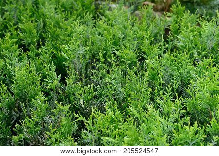 Green Hedge Of Thuja, Bush Trees (cypress, Juniper)