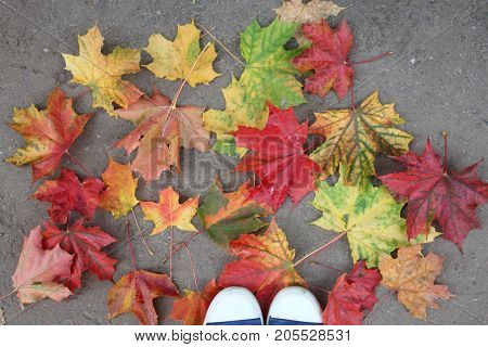 red,yellow,green, brown ,autumn leaves on the ground
