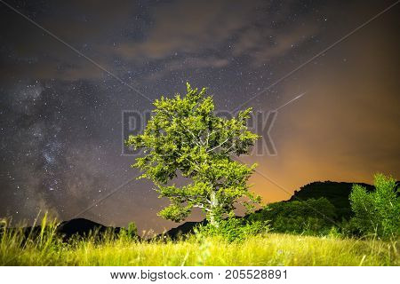 Green Tree Milky Way Meteor Shower