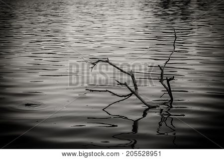 dry tree in water black and white filter - can use to display or montage on product