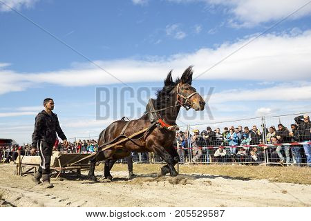 Horse Heavy Pull Tournament