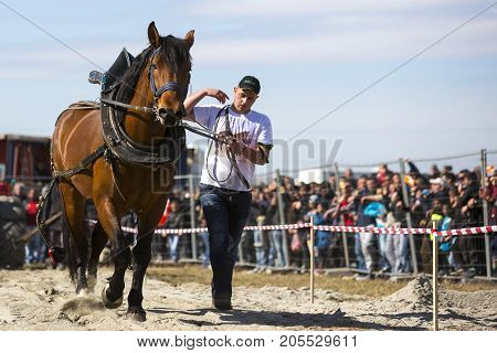 Horse Heavy Pull Tournament