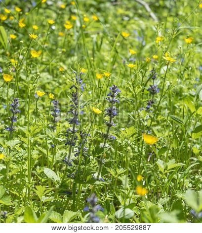 closeup shot of a meadow with lots of various wildflowers
