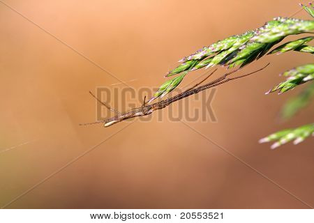 Larga mandíbula Orb Weaver Spider
