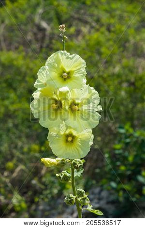 Pale yellows flower on Hollyhock Alcea Rugosa close-up with bokeh background selective focus shallow DOF.