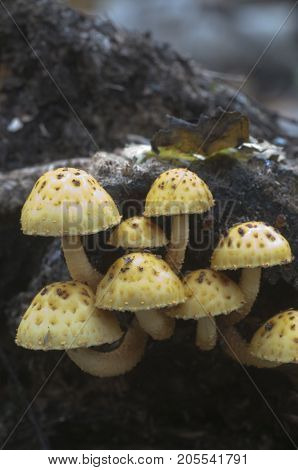 Pholiota aurivella mushroom on an old wood