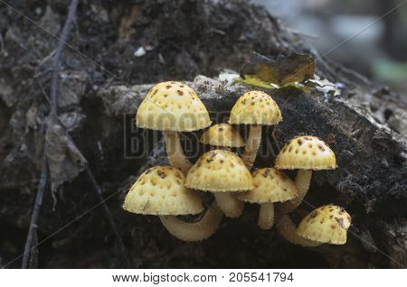 Pholiota aurivella mushroom on an old wood