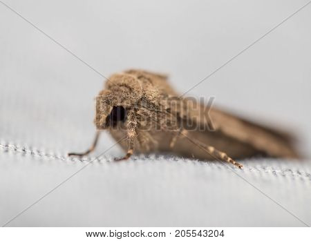 mol butterfly. macro . Photos from the studio