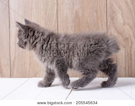 Photo of funny american bobtail cat on wooden background