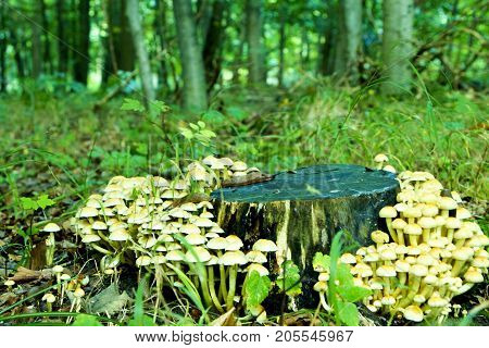 Dark tree trunk with small bright mushrooms surrounded by green forest.