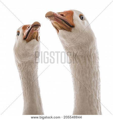 white goose (Anser anser domesticus) isolated on a white background