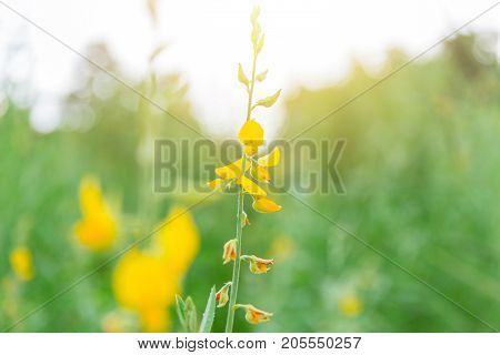 Pummelo Flower Or Sunn Hemp Nature Green Plant Beautiful Yellow Flower