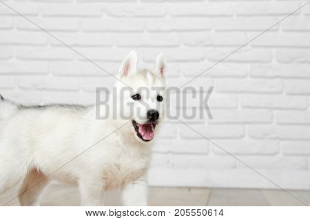 Cropped shot of a funny Siberian husky running around the house having fun copyspace coziness family love happiness pets animals lifestyle concept.