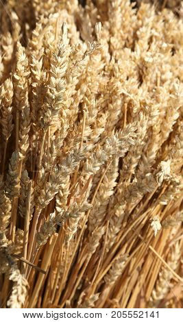 Ripe Harvested Wheat Ears