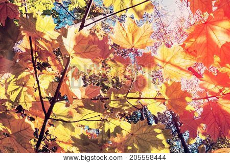 Bright Autumn Landscape. Autumn Tree Leaves The Blue Sky Background.