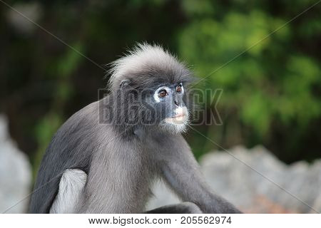 Wild dusky leaf monkey or Trachypithecus obscurus on blurred nature background.