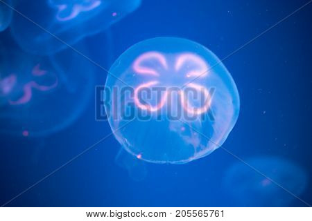 Translucent jellyfish in blue water. Jellyfish with vibrant pattern on body.