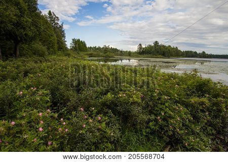 Wetland Wilderness. Inland lake and wetlands with wildflowers lining the shore in Michigan's Hiawatha National Forest.