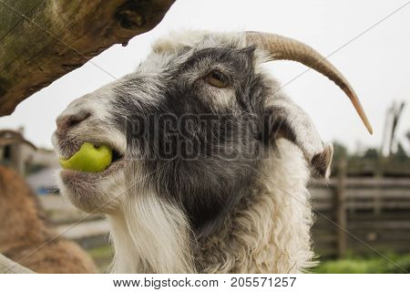 Cute funny goat in zoological garden, closeup