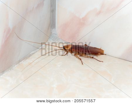 Close-up image of cockroach hiding in corner in house on background of water closet.