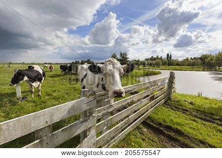 Cows in the meadow of a Dutch polder landscape