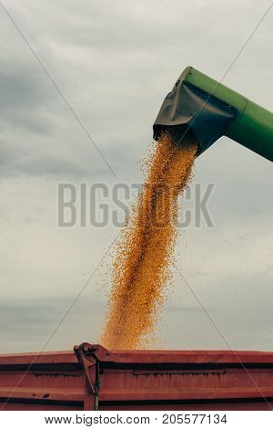 Combine harvester auger unloading harvested corn into tractor trailer. Agricultural machinery and equipment work in the field of cultivated maize crop.
